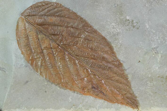 Detailed Fossil Hackberry Leaf - Montana #99430